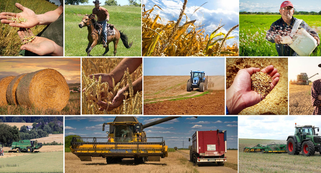 Отчет о сельском хозяйстве Республики Беларусь