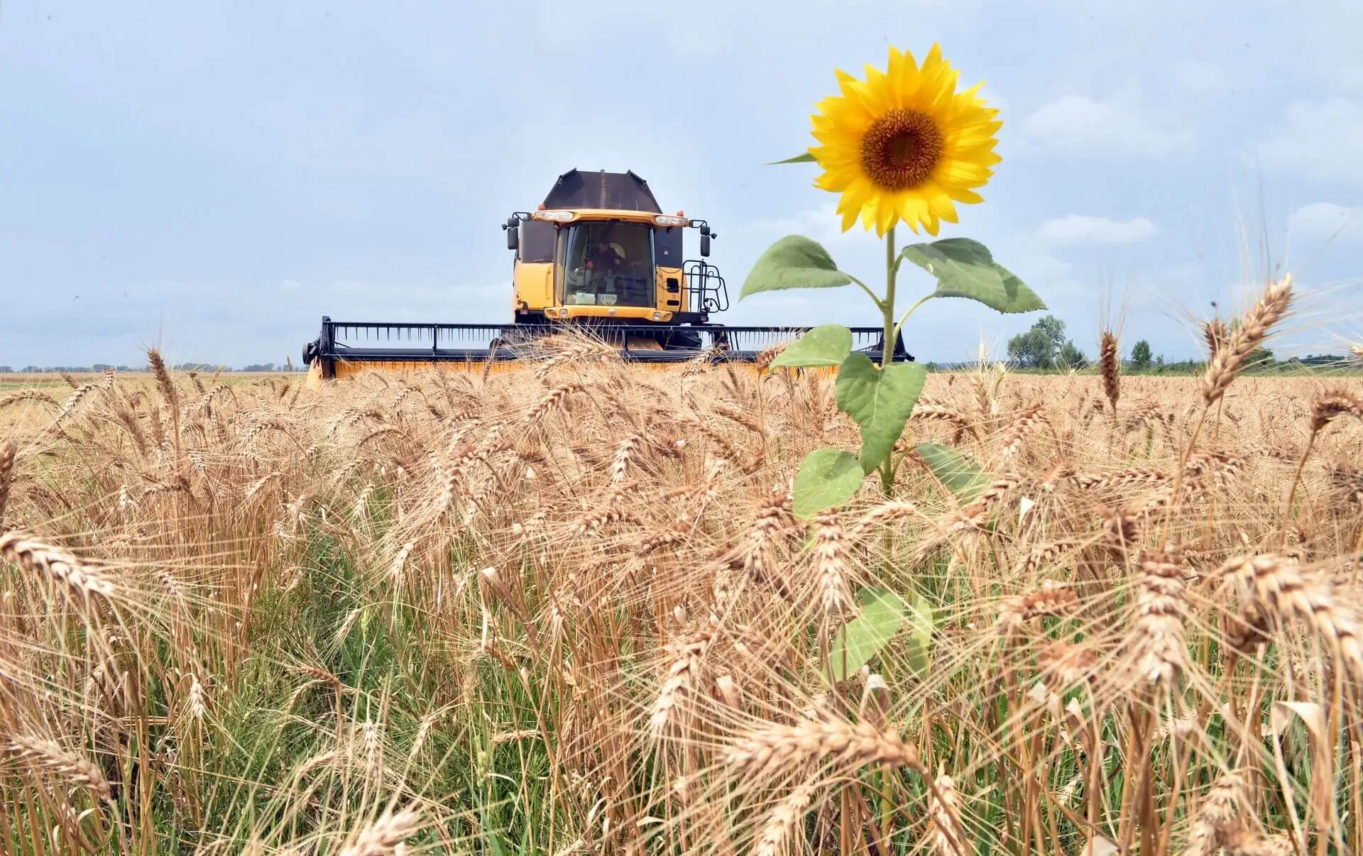 Сельское хозяйство